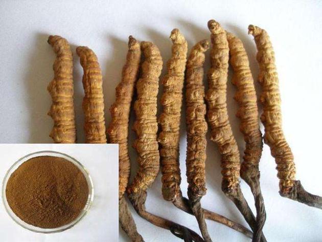 Cordyceps extract