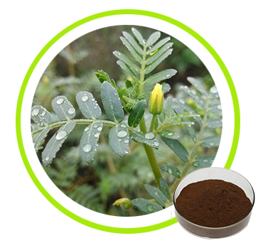 Tribulus Terrestris Extract 20%- 98%，10：1，20：1