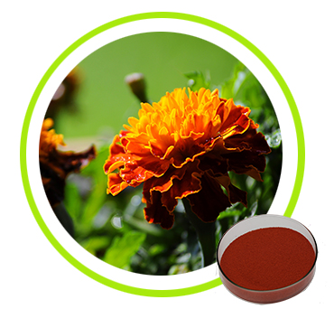 Marigold Flower Extract lutein zeaxanthin powder oil