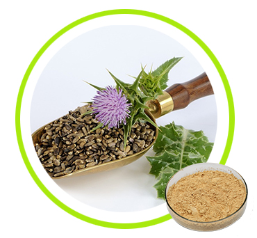 Milk Thistle Extract  Silymarin20%-80% 