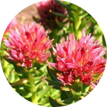 Rhodiola Rosea extract