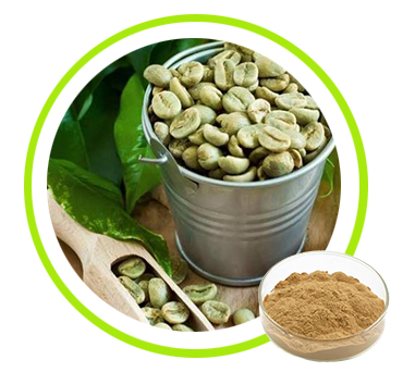 Green Coffee Bean Extract