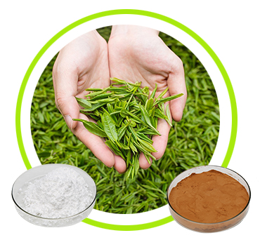 Green Tea Extract Tea Polyphenol 30%-98%, EGCG 30%-70%