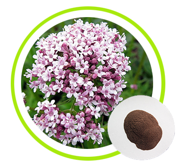 Valerian Root Extract Powder Valeric Acid