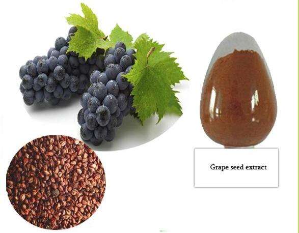 Grape Seed Extract