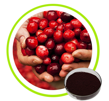 Cranberry Extract Proanthocyanidins25% 40% 50%    Anthocyanidins 5% 10%   PAC