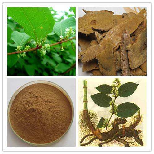 Polygonum Cuspidatum Extract