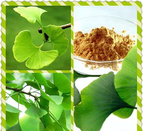 Ginkgo Biloba Extract