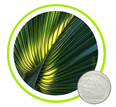 Saw Palmetto Extract 25%，45%