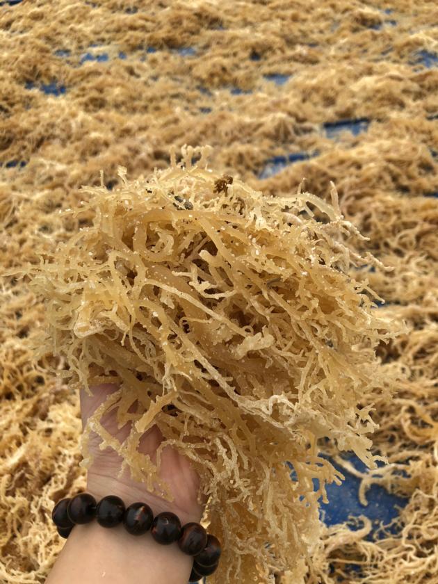 Natural Dried Sea Moss