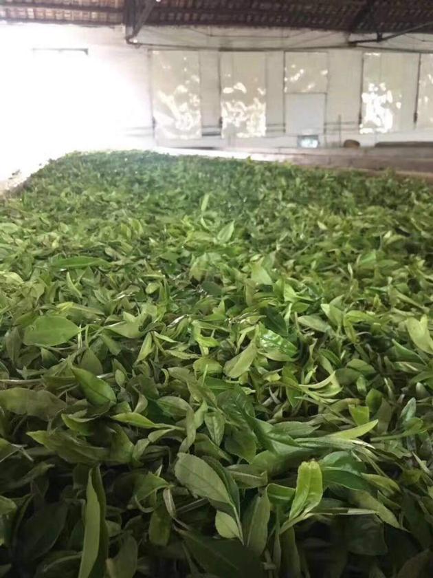 China Red Tea And Green Tea
