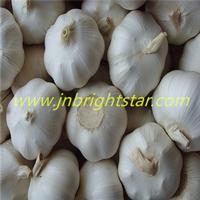 Fresh Garlic