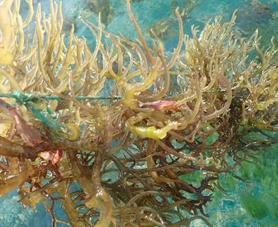 Natural Dried Sea Moss