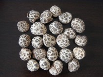 Shiitake mushroom