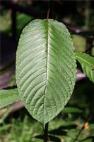 Indo Kratom Highest / Mitragyna Herbal Good Quality