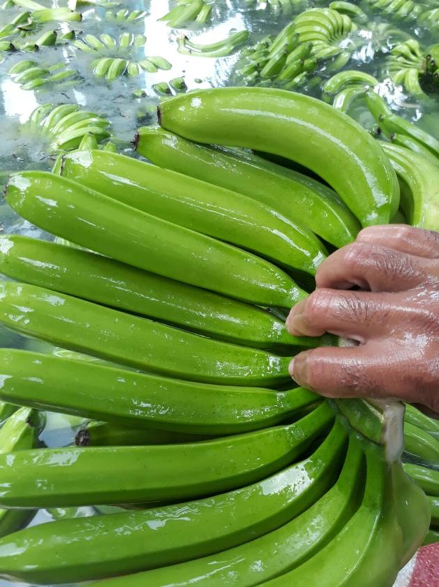 Fresh Cavendish Banana 