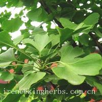 Ginkgo leaf Extract
