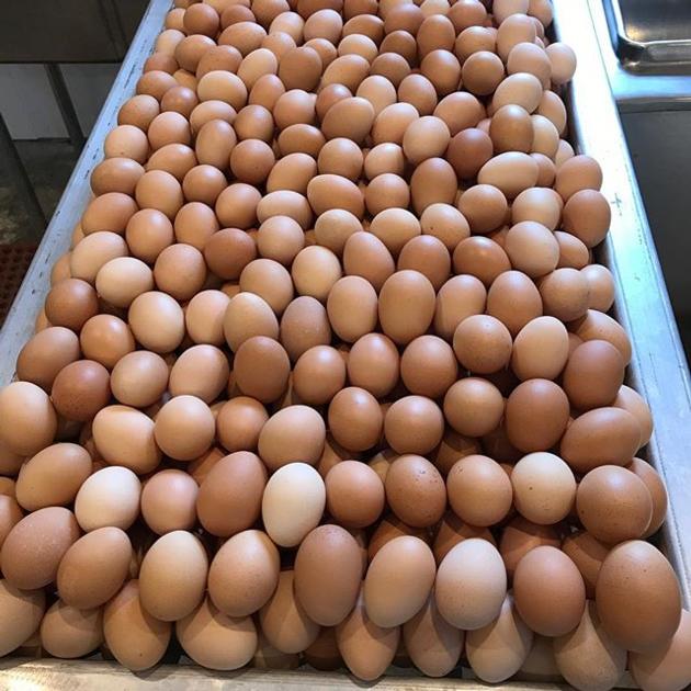 Fresh And Fertile Chicken Eggs 