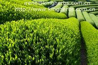 Green Tea Extract CAS: 84650-60-2
