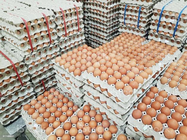 Fresh And Fertile Chicken Eggs