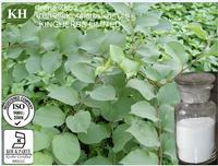 Polygonum cuspidatum Root Extract,Resveratrol CAS:501-36-0
