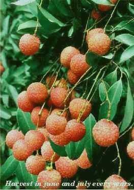 Fresh lychee
