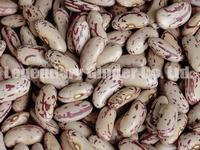 light speckled  kidney bean