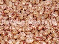 light speckled kidney beans