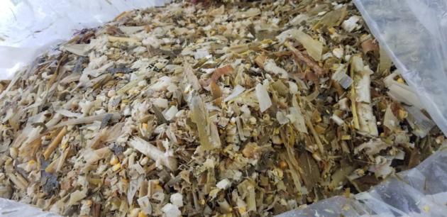 Corn silage for animal feed/ Corn silage top quality for sale made in Vietnam