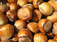 Hazelnut  - www.koperasisejatera.blogspot.com