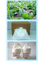 Stevia