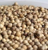 White Pepper - www.koperasisejatera.blogspot.com