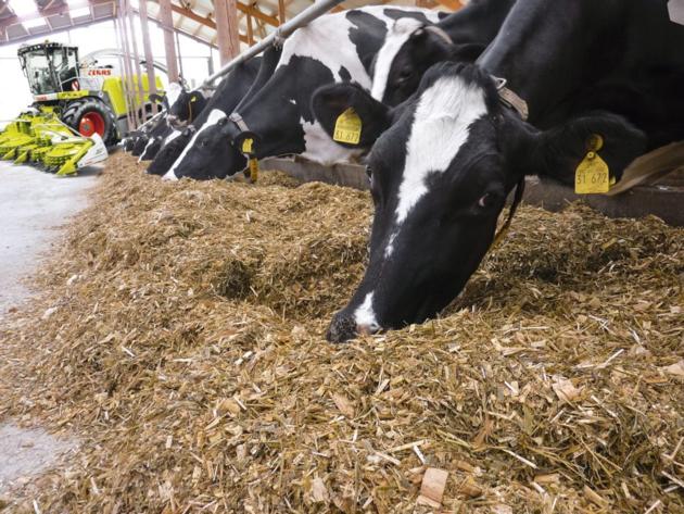 Maize Silage with Cheap Price/CORN SILAGE WITH HIGH QUALITY FROM VIETNAM