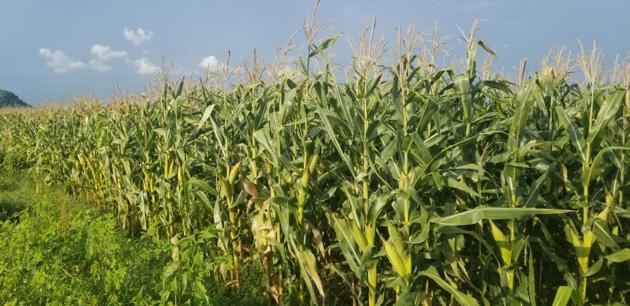 Maize Silage With Cheap Price CORN