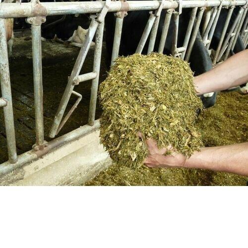 Corn Silage in Jumbo bag Best Quality Good Price