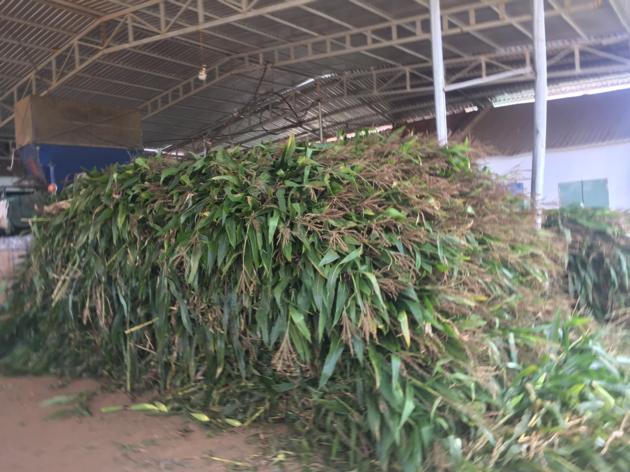 Corn Silage In Jumbo Bag Best