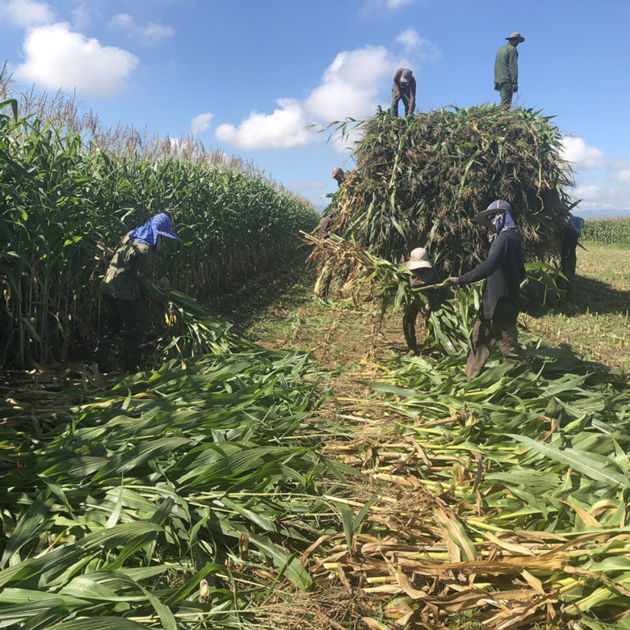 Maize Silage With Cheap Price CORN