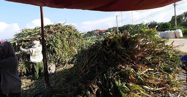 Corn Silage For Animal Feed Corn