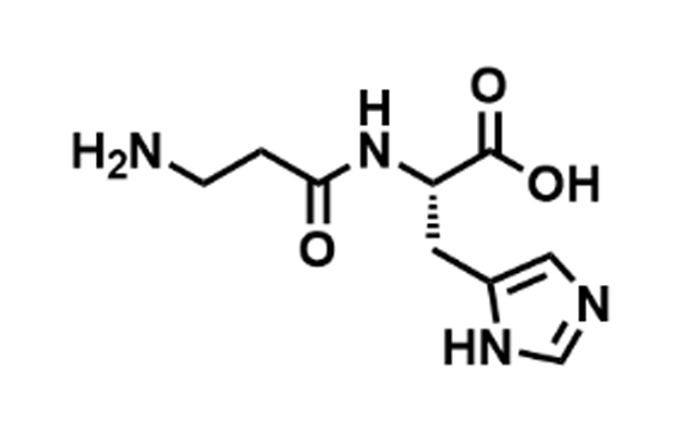 L CARNOSINE