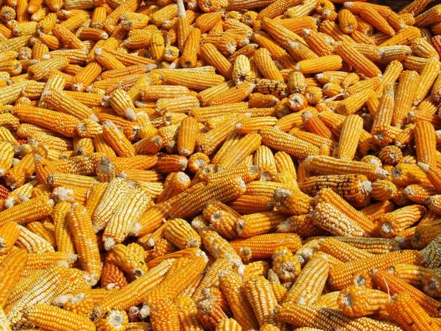 Yellow White Corn Yellow Maize for Sale