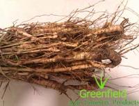 Bamboo rhizome katanga 