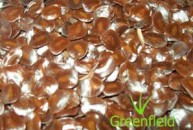 Cassia Sammia seeds