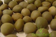 Gataran seeds 