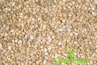 Guava seeds