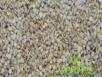 Ashwagnadha seeds  