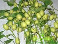 Neem