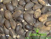 Jatropha