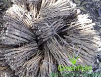 Teak Root Shoot