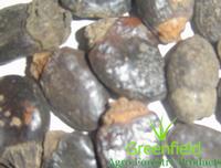 Bhilawa(beeba)
