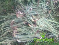 Aloevera Suckers